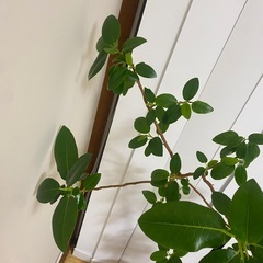 110cm程度　フランスゴムの木　フィカス　観葉植物の画像
