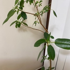 110cm程度　フランスゴムの木　フィカス　観葉植物の画像