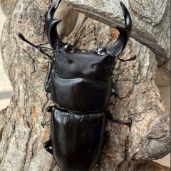 [国産オオクワガタNO:193]川西産67ミリペアー   の画像