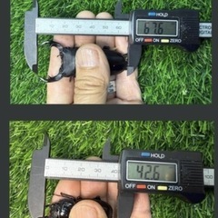 [国産オオクワガタNO:193]川西産67ミリペアー   の画像