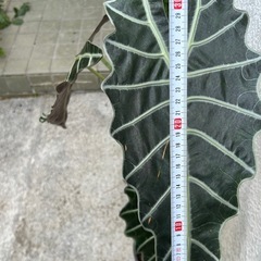 アロカシアの画像