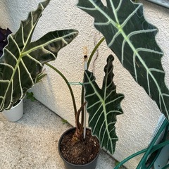 アロカシアの画像