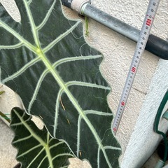 アロカシアの画像