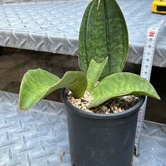 サンスベリアの画像