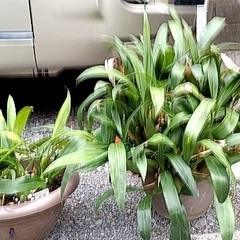 セロジネの画像