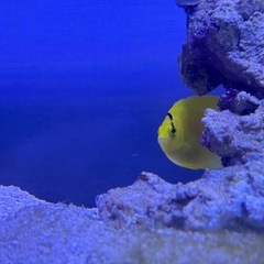 海水魚　シテンヤッコの画像