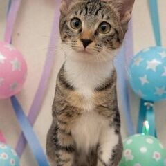 12月20日（土）🎅🏼🌲☄️三鷹で猫の譲渡会🎅🏼🌲☄️ キ…