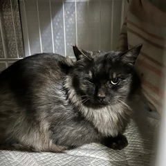 黒＆グレー 長毛猫 去勢済