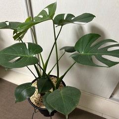 観葉植物 モンステラ タウエリーの画像
