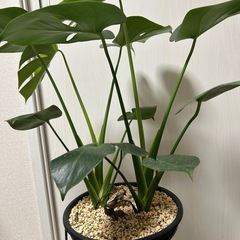 観葉植物 モンステラ タウエリーの画像