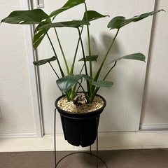 観葉植物 モンステラ タウエリーの画像