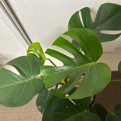 観葉植物 モンステラ タウエリーの画像