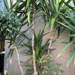 観葉植物🌴の画像