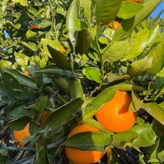 ②みかん　無農薬　収穫体験可能　3キロの画像