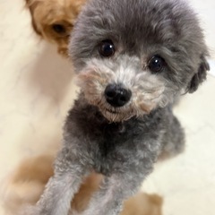 トイプードル女の子 引退犬