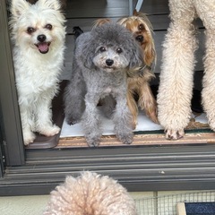 トライアル決定！   トイプードル女の子 引退犬 - 犬