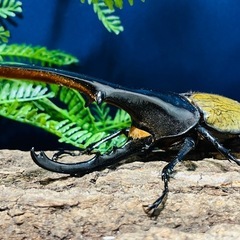 【クリスマスプレゼントに】　超大型　ヘラクレスヘラクレス　幼虫1頭　親168ミリ　ヘラクレスオオカブト　カブトムシの画像