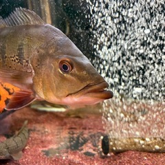 熱帯魚
キクラ・オセラリス30cm前後　　の画像
