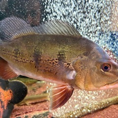 熱帯魚
キクラ・オセラリス30cm前後　　の画像