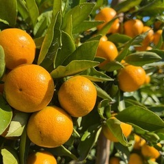 ゆら早生みかん ご家庭用  1kg400円 #26の画像