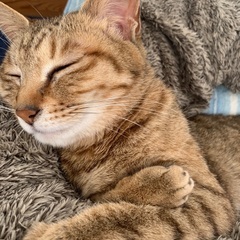 猫の里親を探しております。