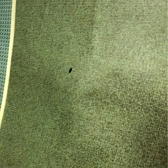 掛け軸　虎の画像