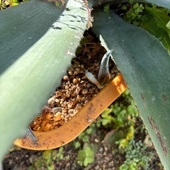 アガベ　アメリカーナ　オアハカセンシス
の画像