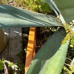 アガベ　アメリカーナ　オアハカセンシス
の画像