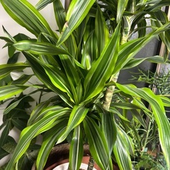 鉢セット　150センチ弱　大型　ドラセナ　レモンライム　美個体　観葉植物　塊根植物　多肉植物　ビザールプランツ　レアプランツ　ガーデニング　植物　グリーン　趣味　盆栽　葉　花　庭　草　インテリア　おしゃれ　飾り　園芸　の画像