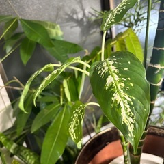 鉢セット　ディフェンバキア　観葉植物　塊根植物　多肉植物　ビザールプランツ　レアプランツ　ガーデニング　植物　グリーン　趣味　盆栽　葉　花　庭　草　インテリア　おしゃれ　飾り　園芸　の画像