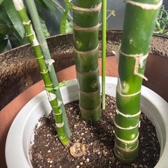 鉢セット　ディフェンバキア　観葉植物　塊根植物　多肉植物　ビザールプランツ　レアプランツ　ガーデニング　植物　グリーン　趣味　盆栽　葉　花　庭　草　インテリア　おしゃれ　飾り　園芸　の画像