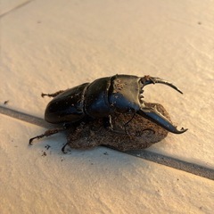 パラワンオオヒラタクワガタ　♂成虫の画像