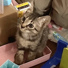 甘えん坊で人懐っこいよく遊ぶ5ヶ月の子猫くん／里親様募集