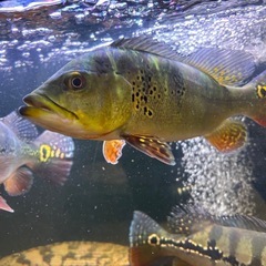 キクラ  ケルベリーの画像