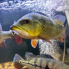 キクラ  ケルベリーの画像