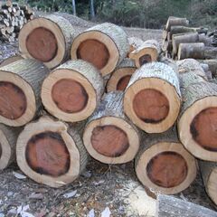 薪用原木　（針葉樹）の画像