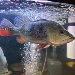 キクラ   オリノセンシスの画像