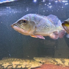 キクラ   オリノセンシスの画像