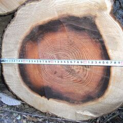 薪用原木　（針葉樹）の画像