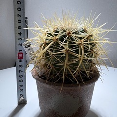 サボテン 
の画像