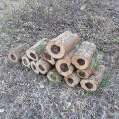 薪用原木　（針葉樹）の画像