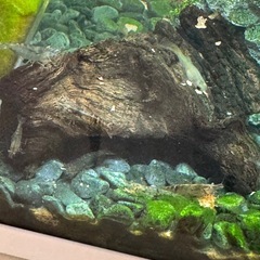 アルジーライムシュリンプ　　一匹100円の画像