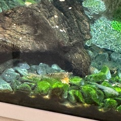 アルジーライムシュリンプ　　一匹100円の画像