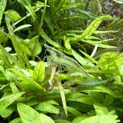 アルジーライムシュリンプ　　一匹100円の画像