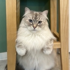 【シフォン】へそ天して寝る、気分屋の甘えん坊さん！