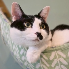 【モコ】人の背中に乗るのか好きです！