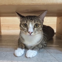 【クミン】元気いっぱい！遊ぶの大好き！