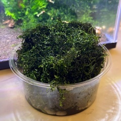 格安❗️ウィローモス　大量　大好評‼️受付終了🙇‍♂️の画像