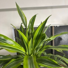 【単品】ドラセナレモンライム　観葉植物　塊根植物　多肉植物　ビザールプランツ　レアプランツ　ガーデニング　植物　グリーン　趣味　盆栽　葉　花　庭　草　インテリア　おしゃれ　飾り　園芸　の画像