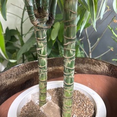 【単品】ドラセナレモンライム　観葉植物　塊根植物　多肉植物　ビザールプランツ　レアプランツ　ガーデニング　植物　グリーン　趣味　盆栽　葉　花　庭　草　インテリア　おしゃれ　飾り　園芸　の画像